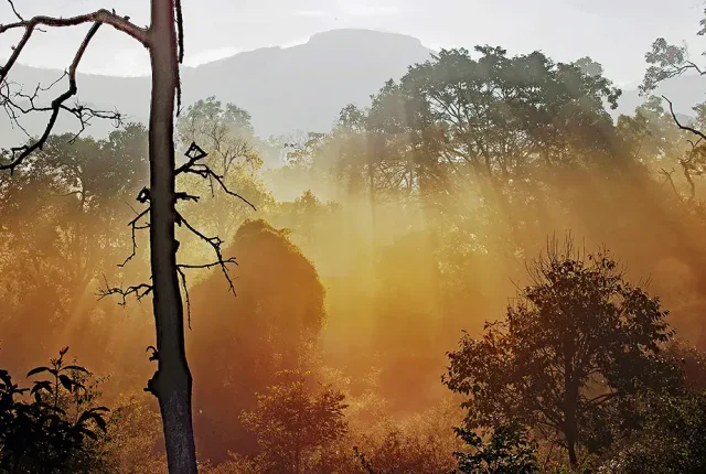 Forest Rays, BR Hills Wild Life Sanctuary, Mysore, India