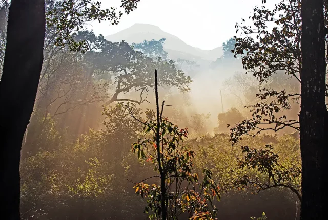 Forest Rays, BR Hills Wildlife Sanctuary, Mysore, India