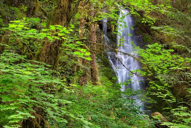 Forest Waterfall, Olympic National Park, Washington, USA