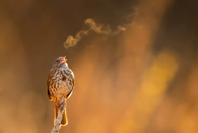 Fox sparrow singing homer alaska usa