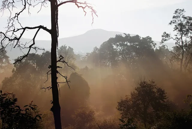 Framed, BR Hills Wildlife Sanctuary, Mysore, India