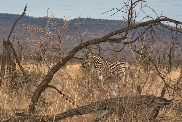 Framed Zebra, Madikwe Game Reserve, South Africa