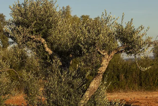 Full Moon Rising, Louriceira, Santarem, Portugal