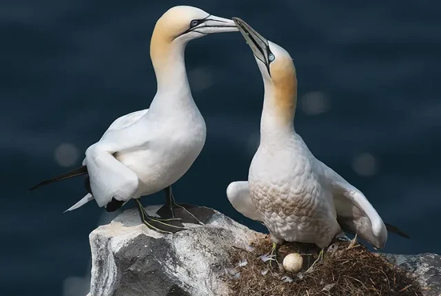 Gannets homecoming, cape st mary's ecological reserve, newfoundland, canada