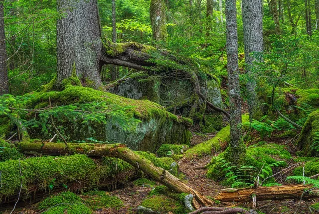 Gaudineer Old Growth Forest, Pocahontas County, West Virginia, USA