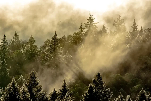 Glistening In The Mist, Ladysmith, Vancouver Island, British Columbia, Canada