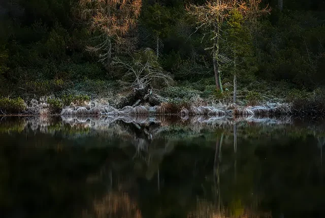 Golden Autumn Larches, Lake Calaita, Trentino, Italy