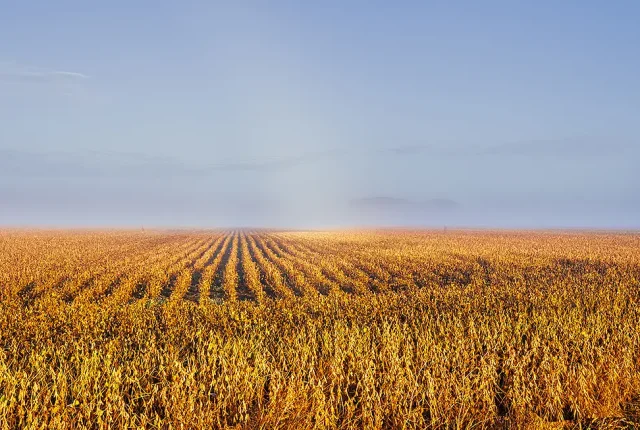 Golden field in fog, st hilarion, charlevoix, quebec, canada