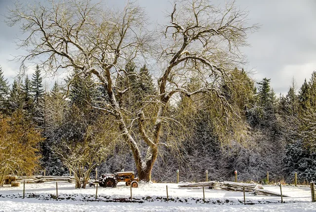 Golden Giant, Yellow Point, Vancouver Island, British Columbia, Canada