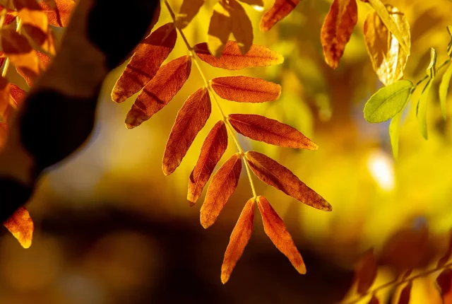 Golden Honey Hues, First Avenue, Ladysmith, British Columbia, Canada