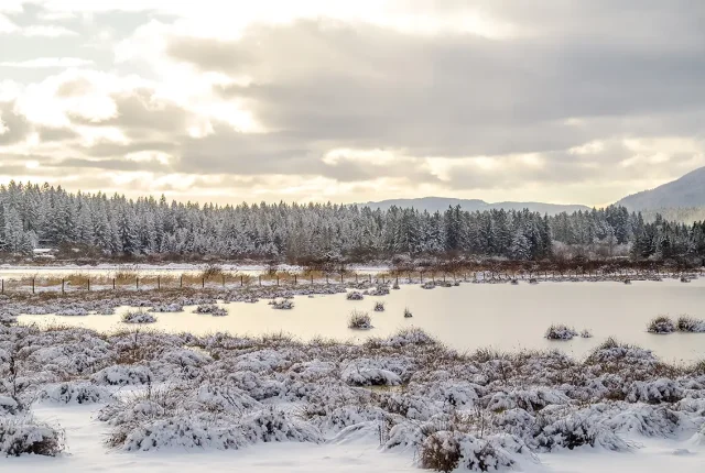 Golden Mirror In The Snow, Yellowpoint, Vancouver Island, British Columbia, Canada