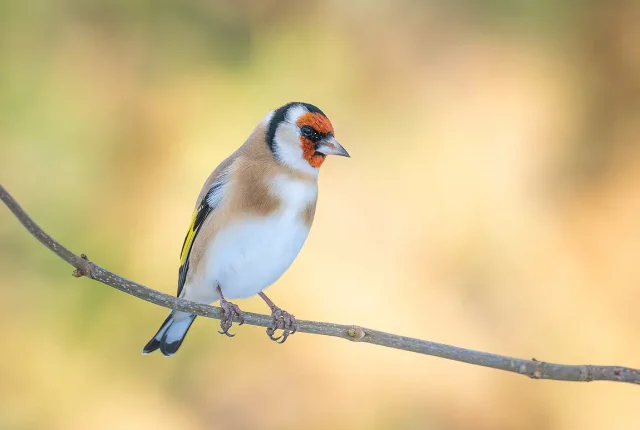 Goldfinch croy highland scotland
