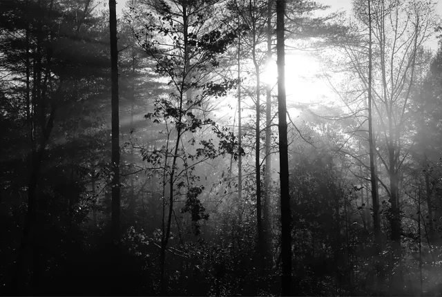 Good morning forest, pisgah, morganton, burke, usa