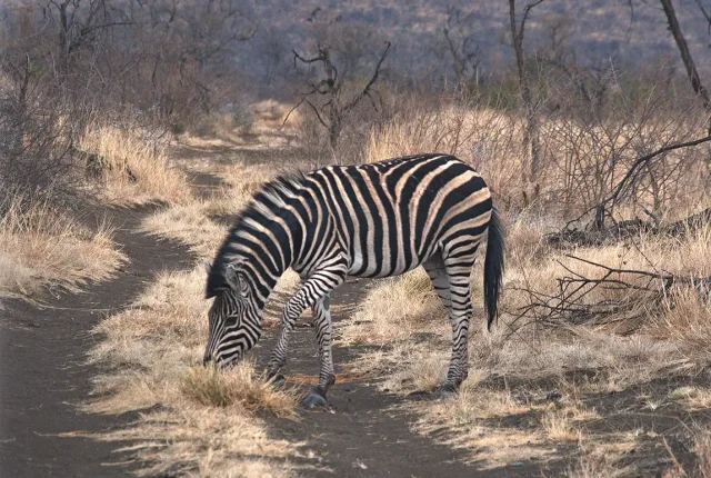 Grazing Zebra, Madikwe Game Reserve, South Africa