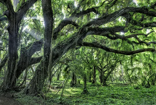 Green Day, Maui, USA