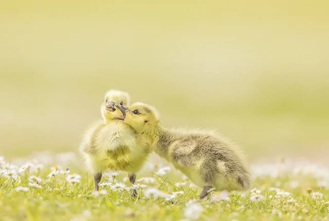Greylag gosling milton keynes england rebecca fulcher