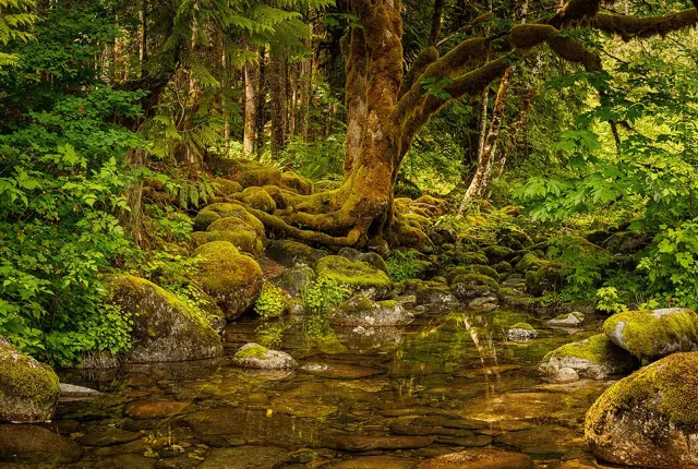 Grotto, forest and pool, middle fork snoqualmie river, north bend, washington, usa