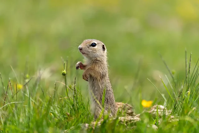 Ground squirrel, rila mountain, bulgaria