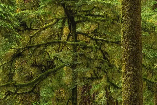 Growing Up Among Giants, Valley Of The Giants, Oregon Coast Range, USA