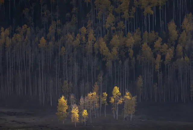 Guardians of the fall, uncompahgre national forest, colorado, usa