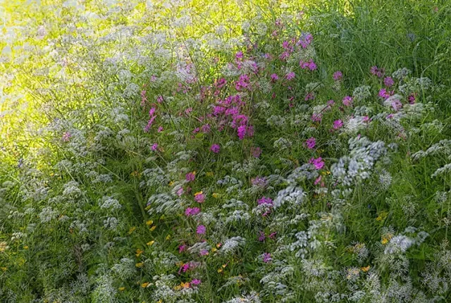 Hedgerow in spring, nr hexworthy, devon, england