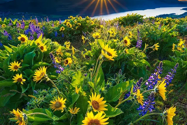 Here Comes The Sun, Tom McCall Preserve, Wasco County, Oregon, USA
