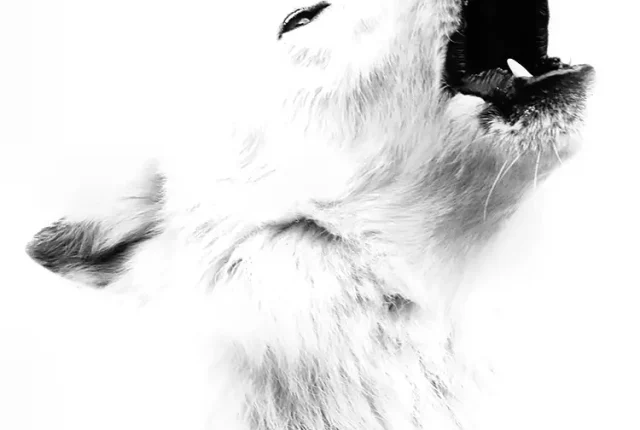 High key arctic wolf cry, international wolf center, ely, louis, usa