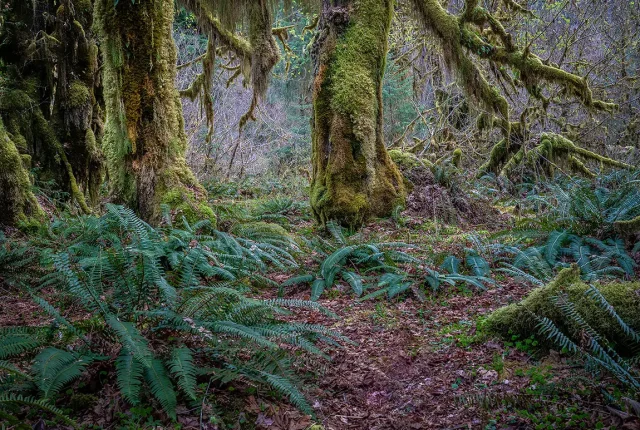 Hoh Rain Forest Giant, Olympic National Park, Washington, USA
