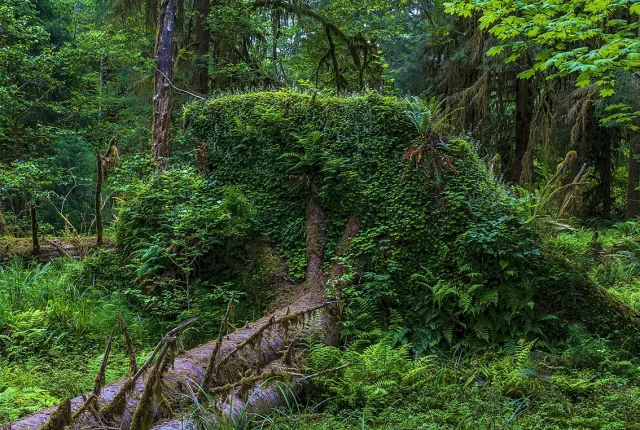 Hoh Rain Forest Root Garden, Olympic National Park, Washington, USA