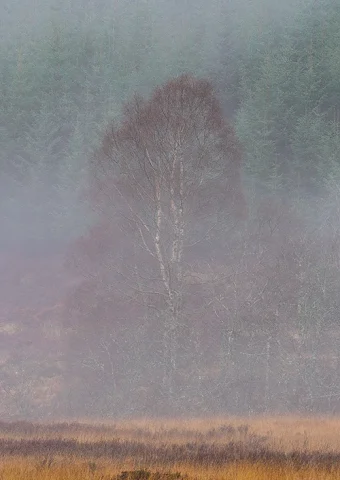 Homepage forest assignment