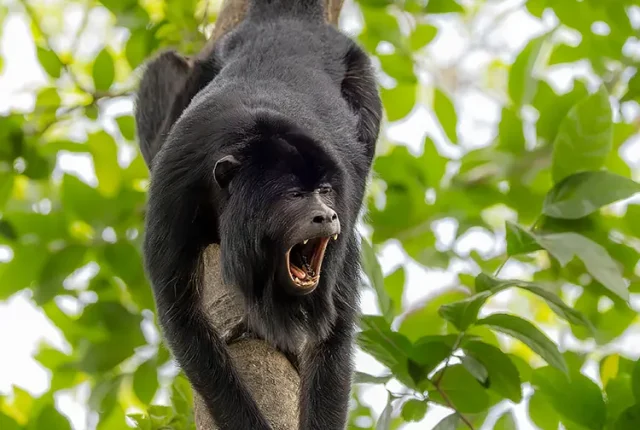 Howling Howler, Pantanal, Mato Grosso, Brazil