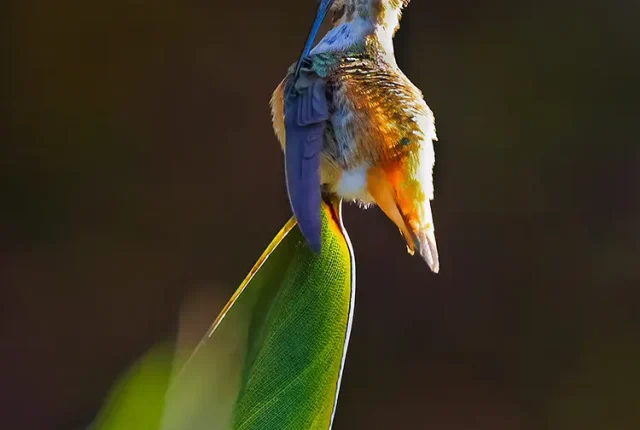 Hummingbird Grooming Time, San Marcos, California, USA