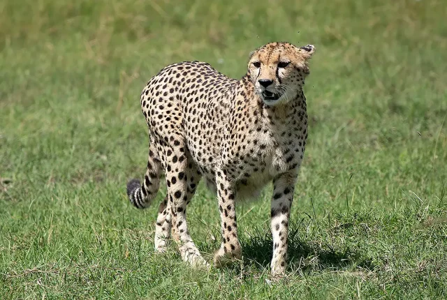 Hungry And Pregnant Cheetah, Maasai Mara, Kenya