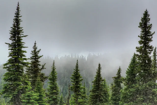 Hurricane Ridge, Olympic National Park, Port Angeles, Washington, USA