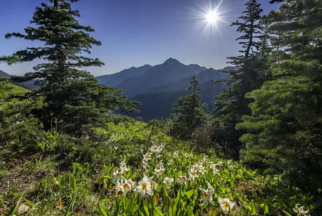Hurricane Ridge, Olympic National Park, Washington, USA