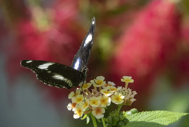 Hypolimnas Bolina, The Great Eggfly, Santa Margarida, Constancia, Santarem, Portugal