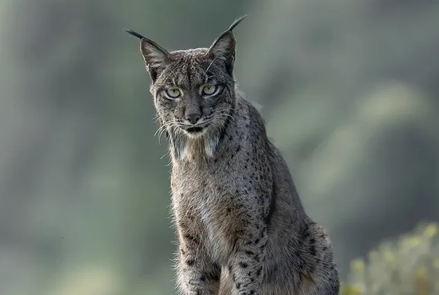 Iberian Lynx, Jaen, Spain