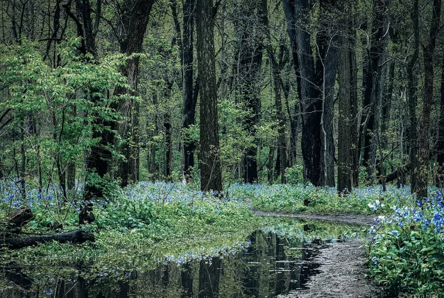 Illinois canyon bluebells, starved rock park, utica, il, usa