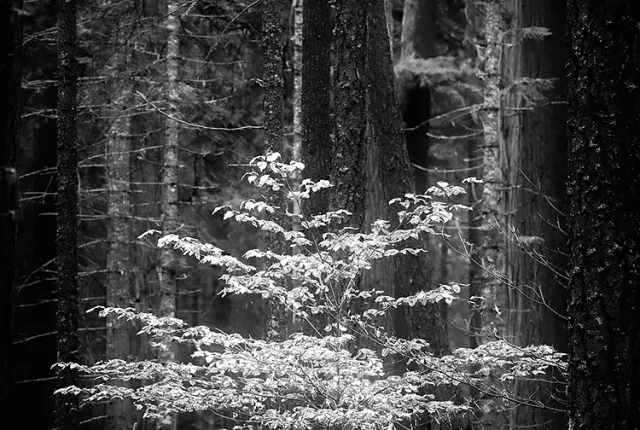 In The Spotlight, Rogue River, Oregon, USA