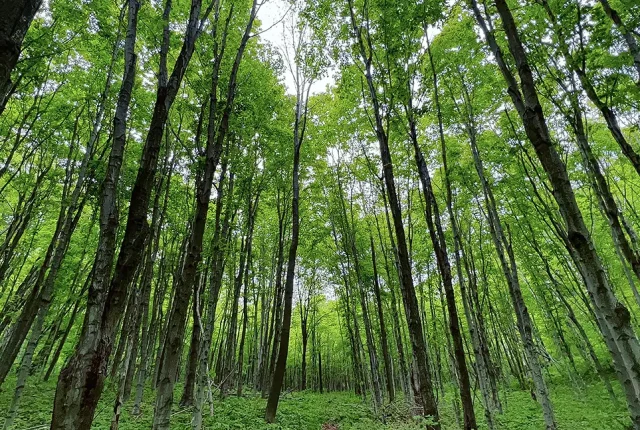 Into The Green, South Manitou Island, Michigan, USA