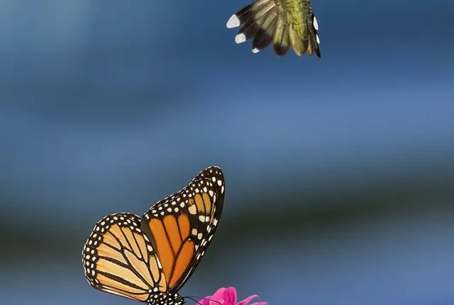 Intruder In Juvies Flowers, Minooka, Illinois, USA