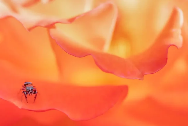 Jumping spider san diego california usa
