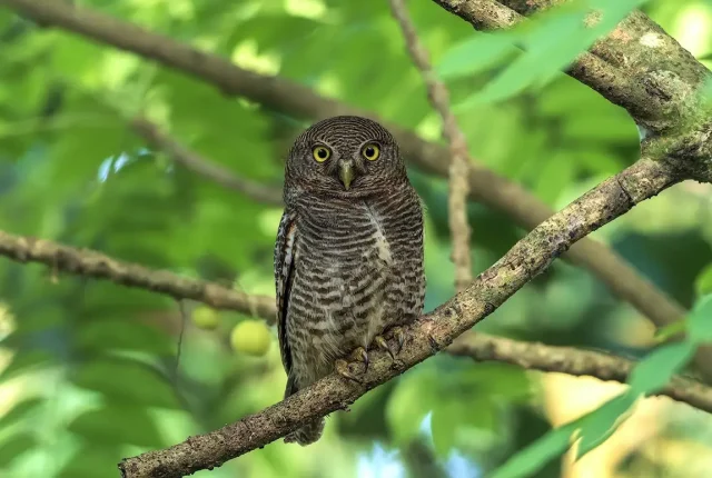 Jungle owlet, debarawewa lake, near tissamaharama, sri lanka