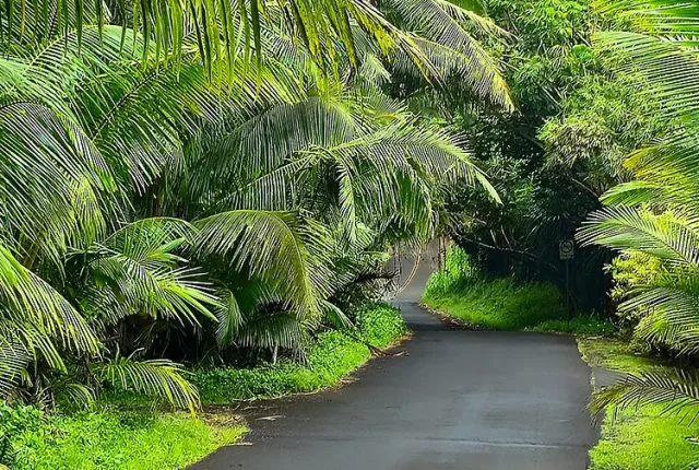 Jungle Walk, Pahoa, Hawaii, USA