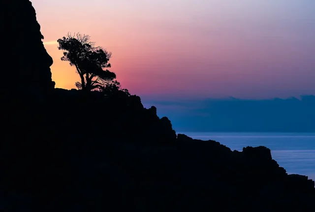 Juniper Silhouette, Cardedu, Nuoro, Sardinia, Italy