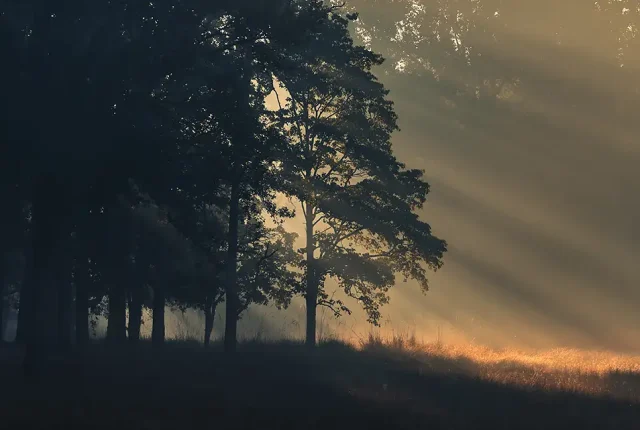 Kanha Tiger National Park, India