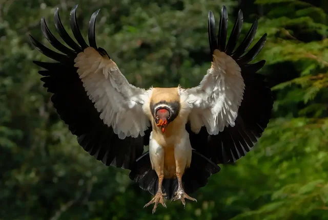 King Vulture, Costa Rica