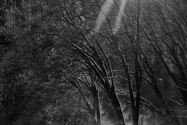 Komorebi, Yosemite National Park, USA