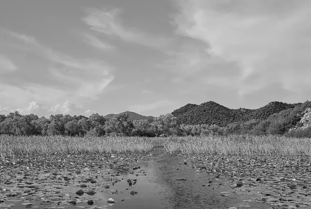 Lake Skadar Vegetation Monochrome, Montenegro