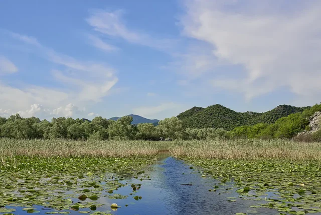 Lake Skadar Vegetation, Montenegro